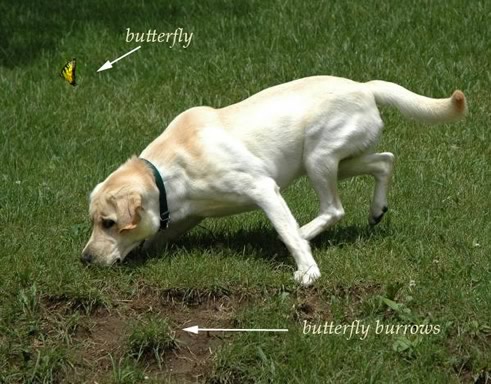 butterfly_dog